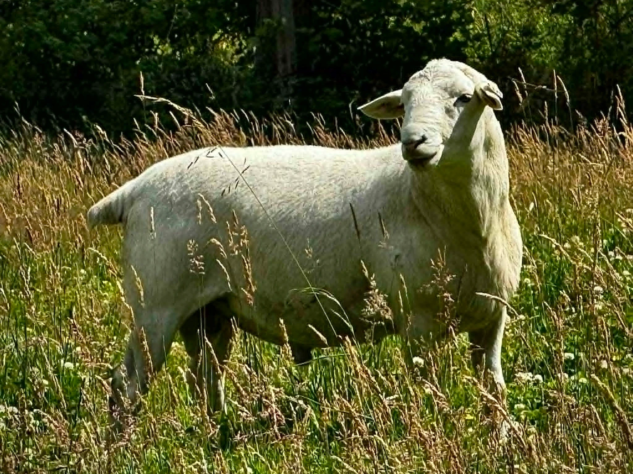 Fullblood Australian White Ram