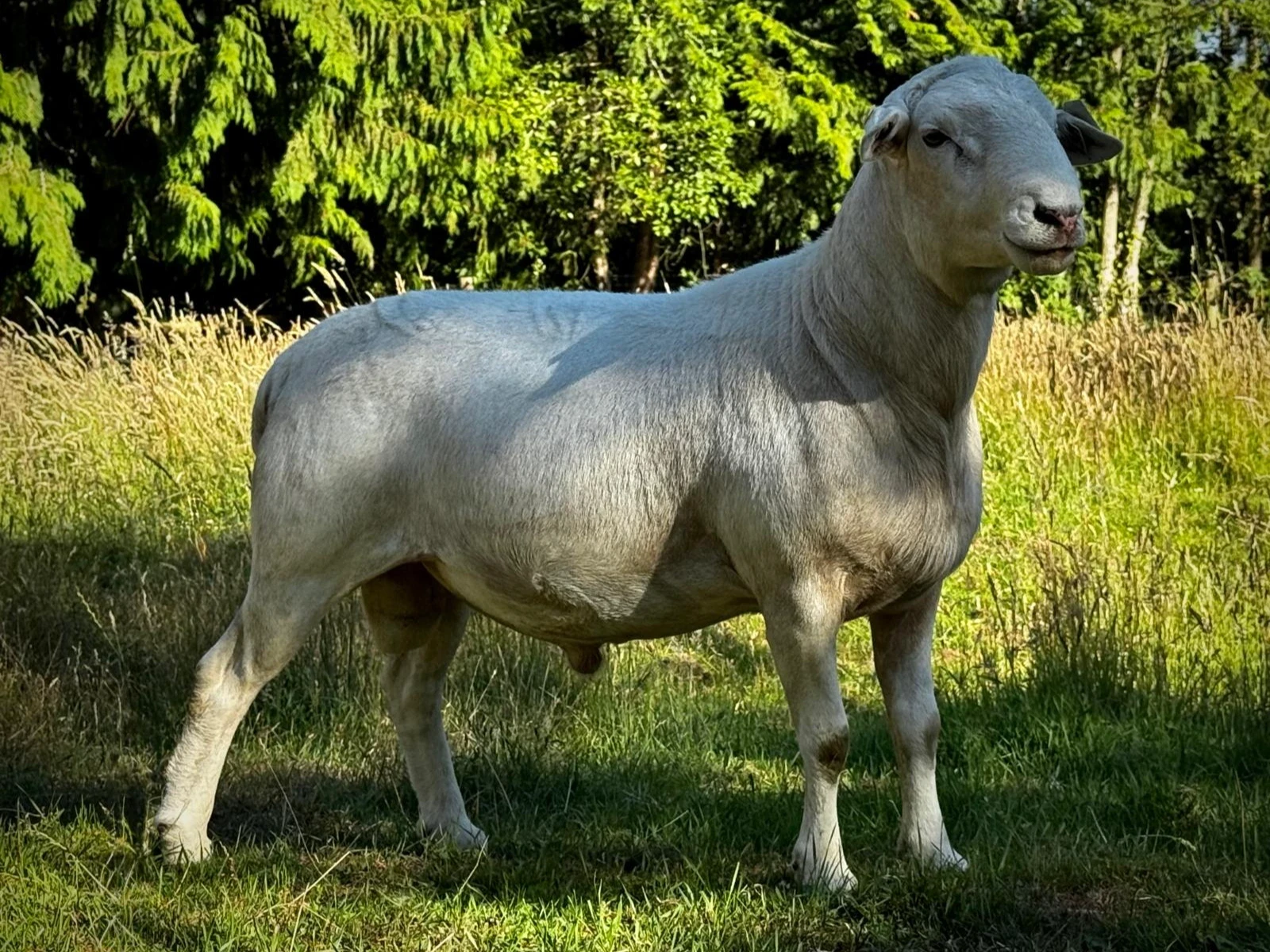 Fullblood Australian White Ram