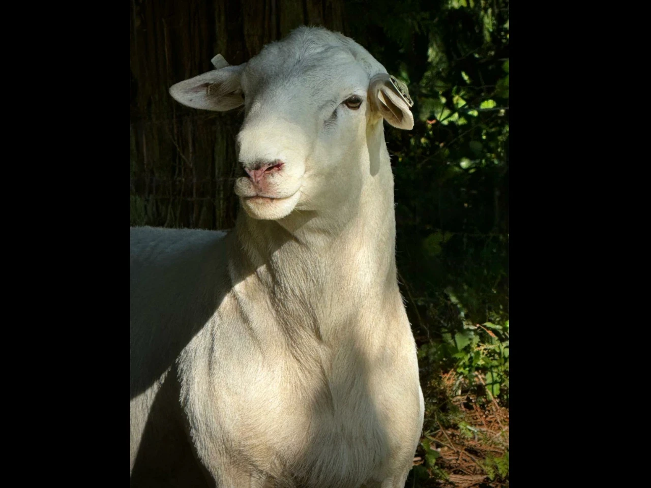Fullblood Australian White Ram