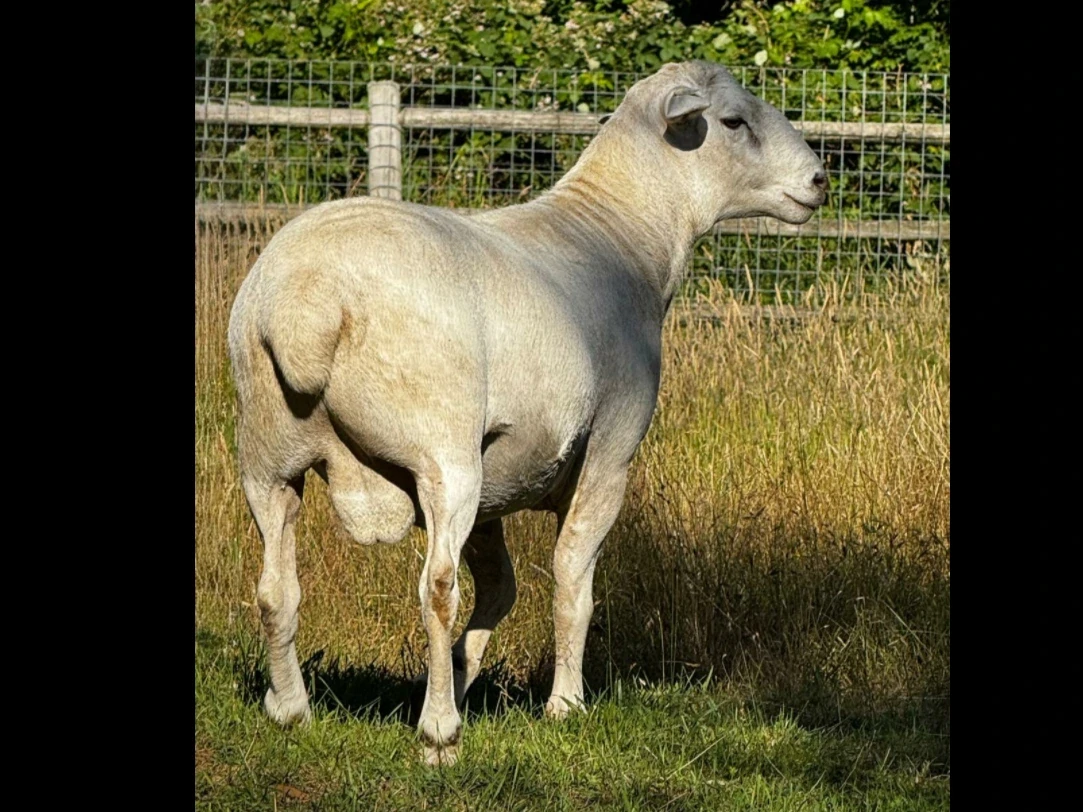 Fullblood Australian White Ram