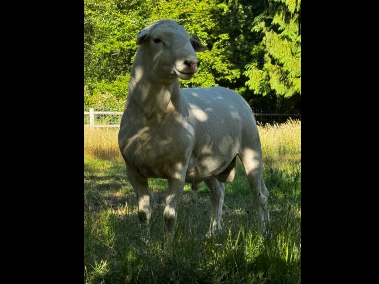 Fullblood Australian White Ram