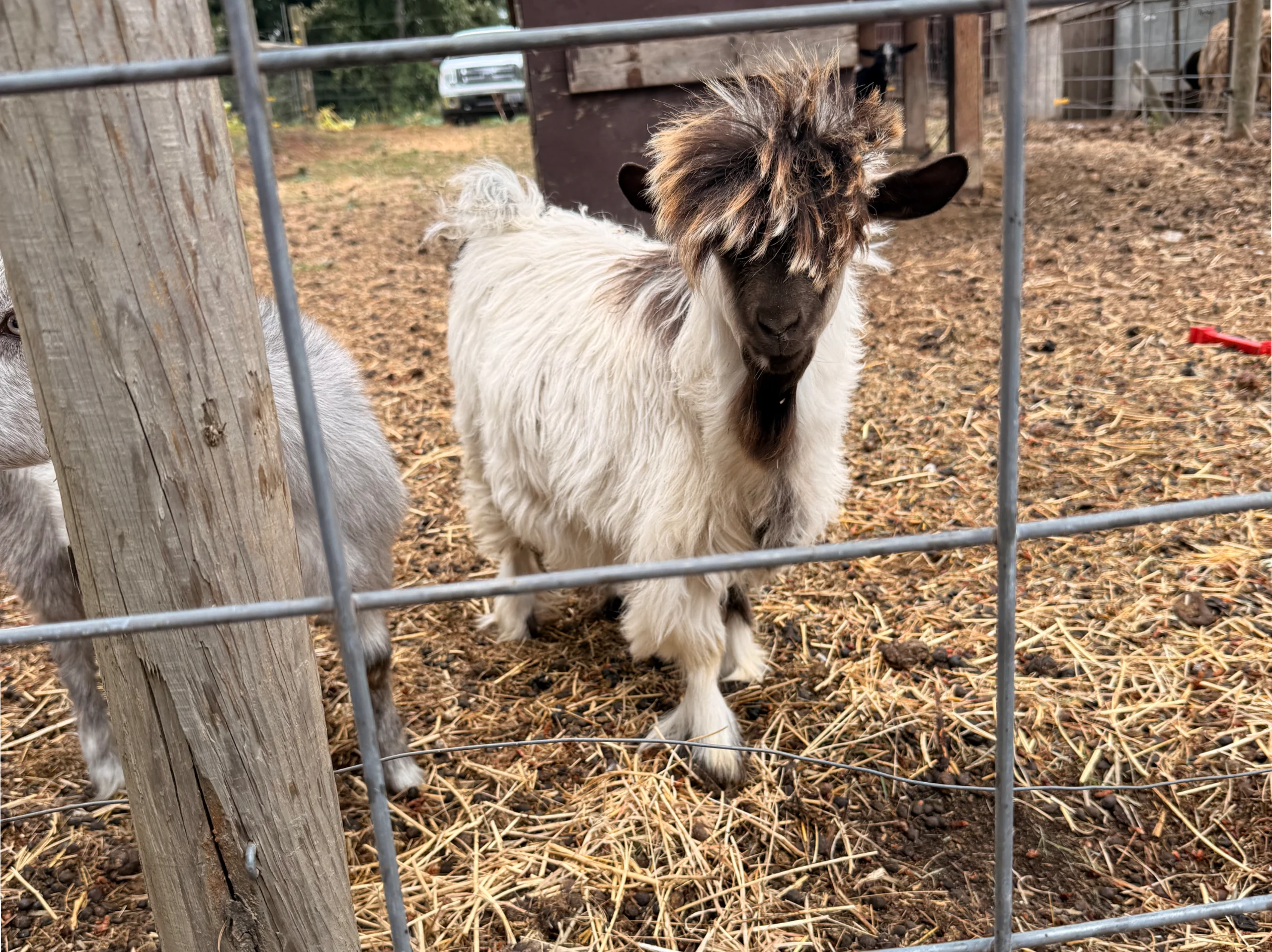 MCH Pedigree Buckling, SFR Creed