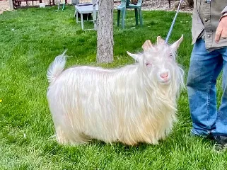 MCH Big Sky Silkies DaVinci