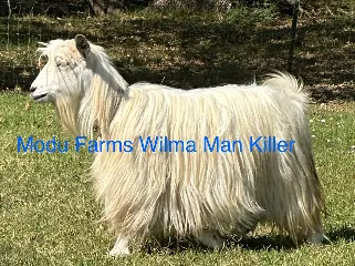 MoDu Farms Adamina