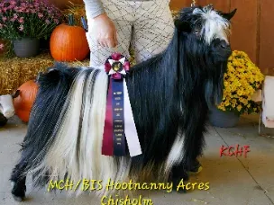 Sire of Silky Of The Year, MCH,  BIS Winner