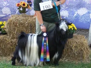 Sire of Silky Of The Year, MCH,  BIS Winner