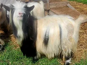 Handsome buck