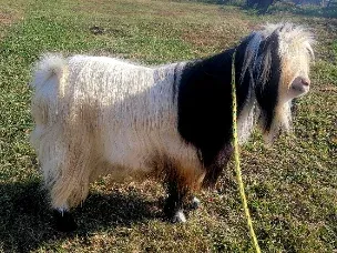 Handsome buck