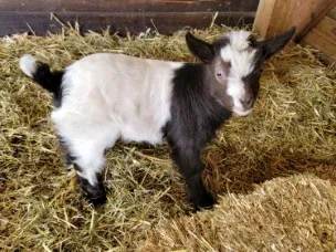Very cute buckling or wether