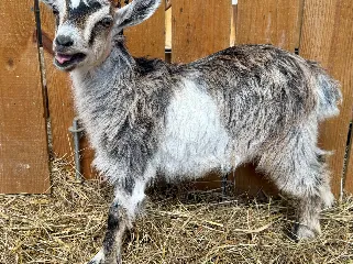 Modu Farms Pink Cadillac- doeling