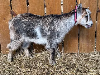 Modu Farms Pink Cadillac- doeling