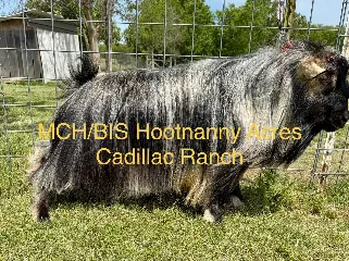 Modu Farms Pink Cadillac- doeling