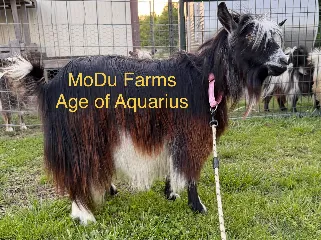 Modu Farms Pink Cadillac- doeling