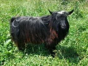 Lmp Farms Pepe Le Pew