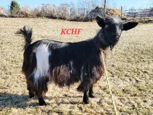 Nice broodstock yearling