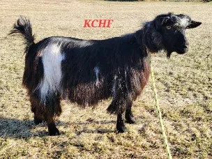 Nice broodstock yearling