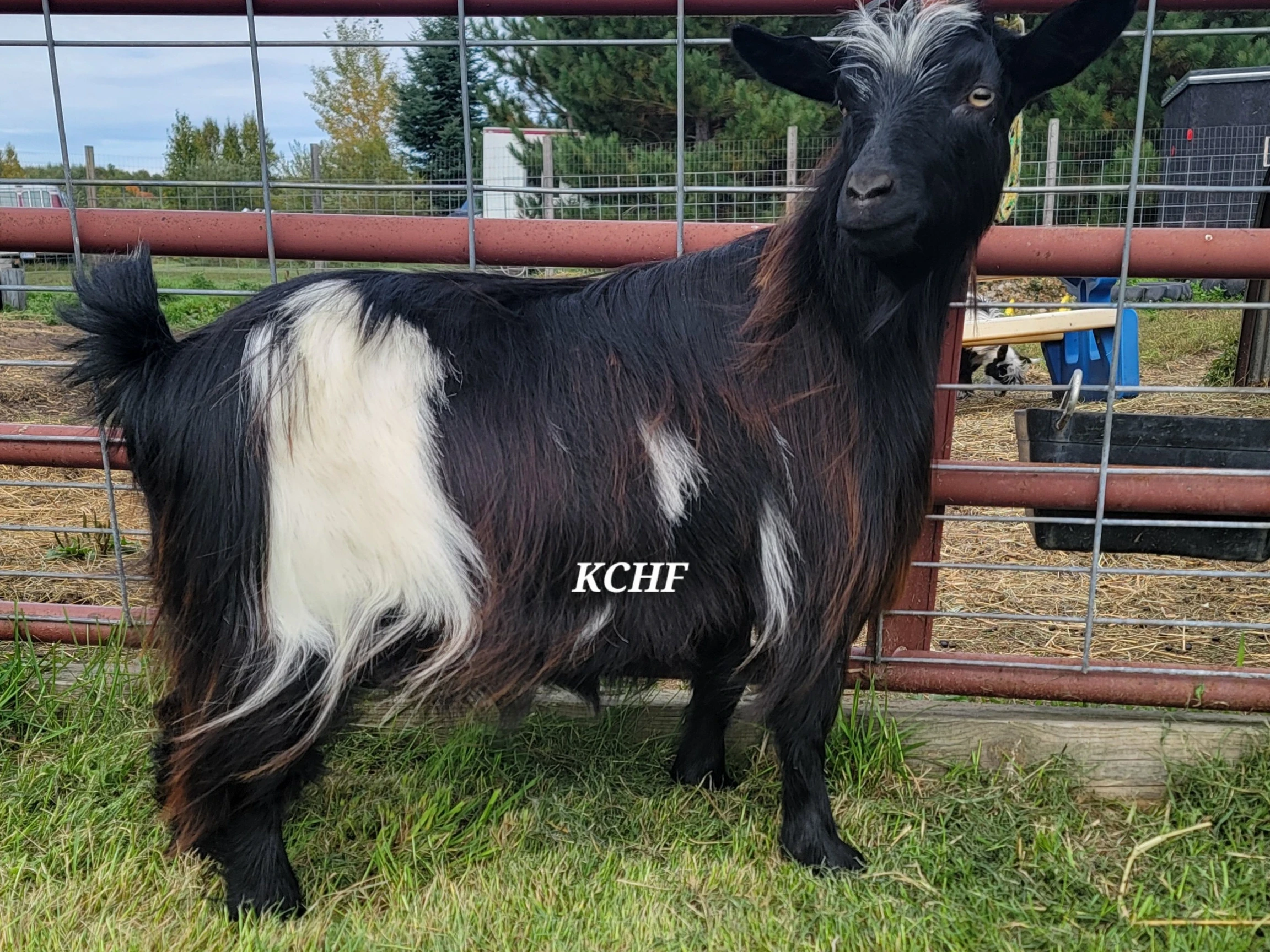 Nice broodstock yearling