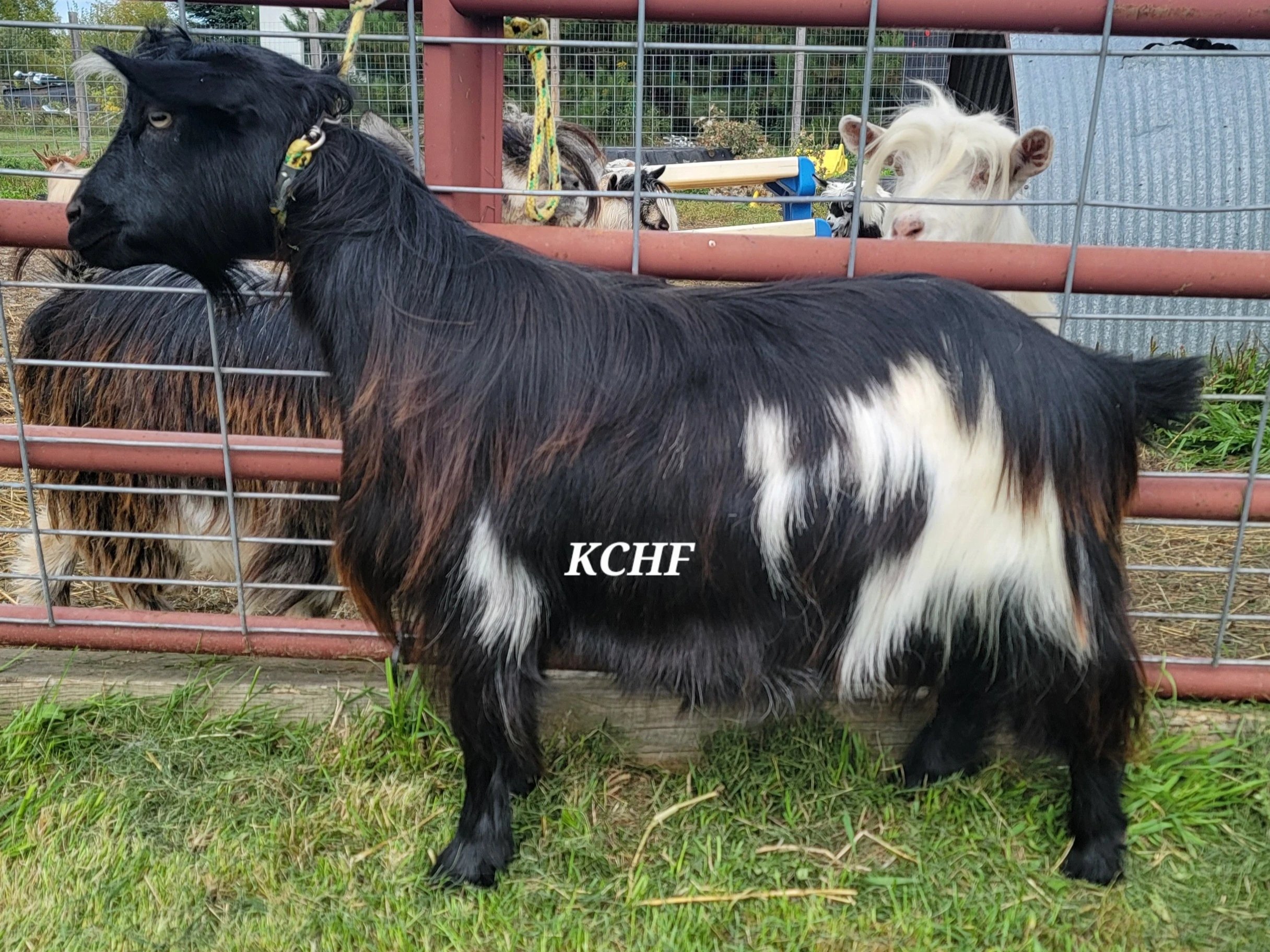 Nice broodstock yearling