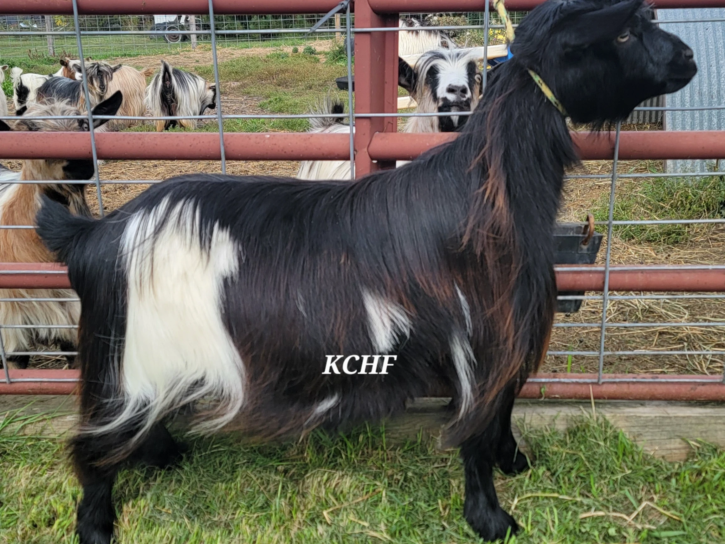 Nice broodstock yearling