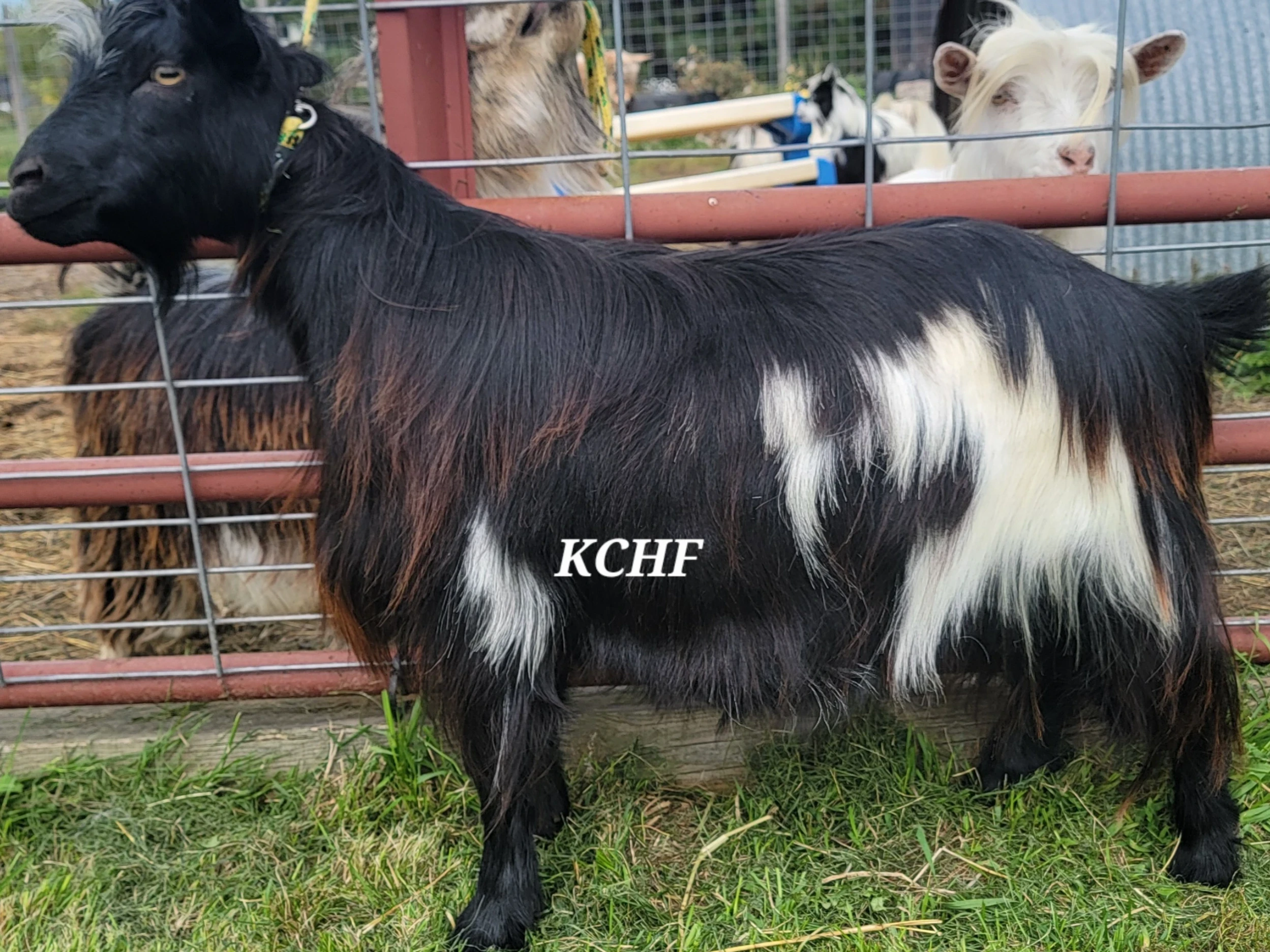 Nice broodstock yearling