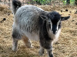 DCB Farms Geddy Lee