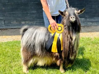 MCH proven herd sire