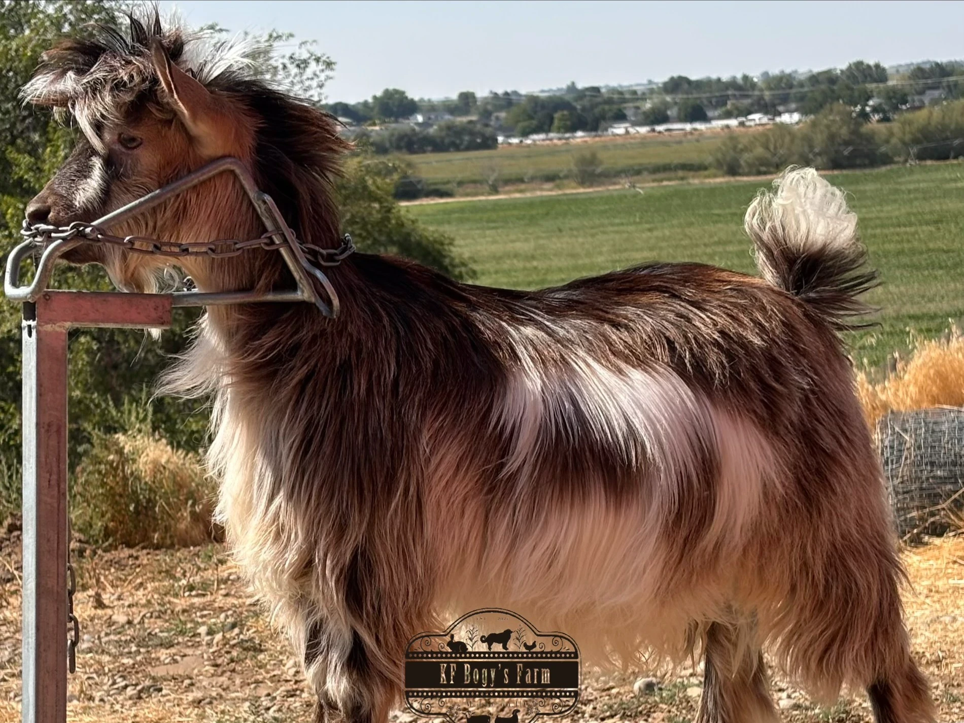 Handsome, sweet, staying small buckling/wether