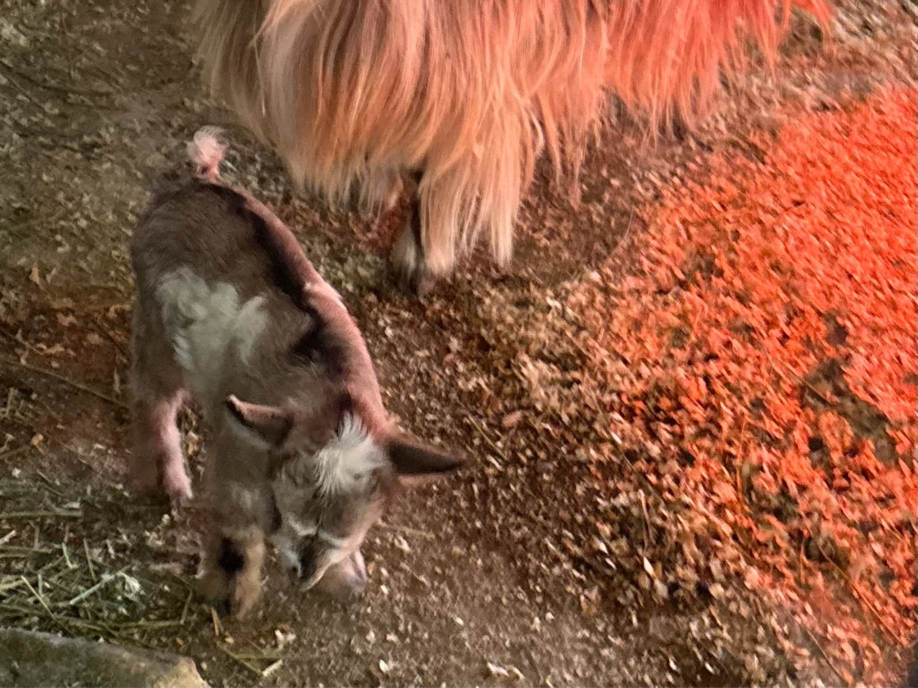 Handsome, sweet, staying small buckling/wether