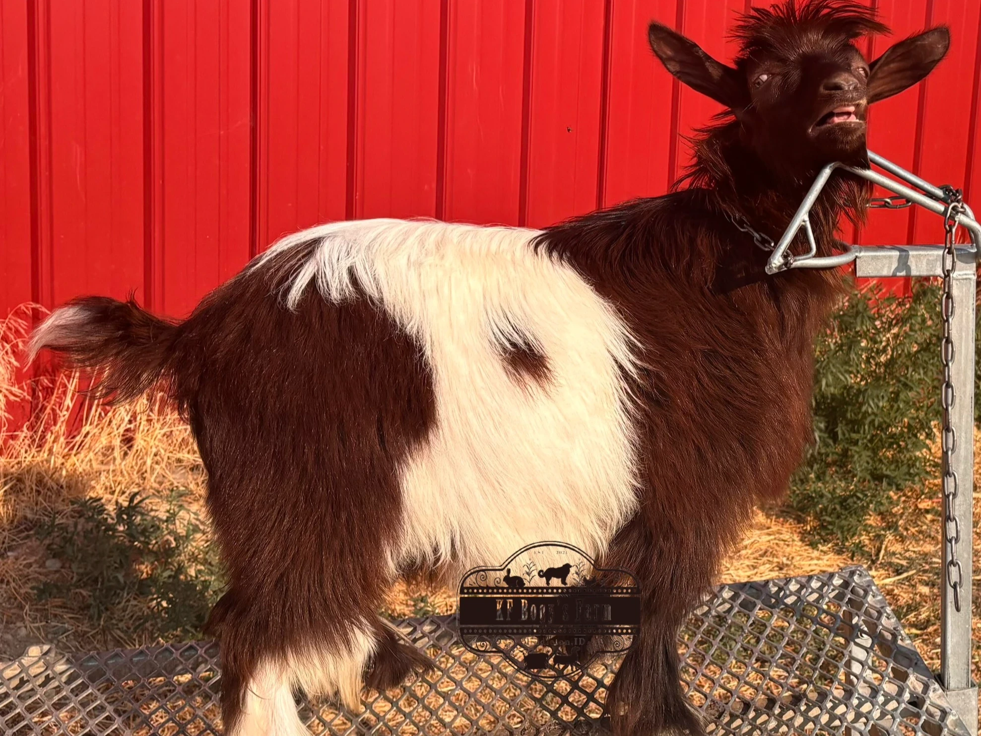 Very hairy and sweet, leads easy. Now a buck, but can be wethered.