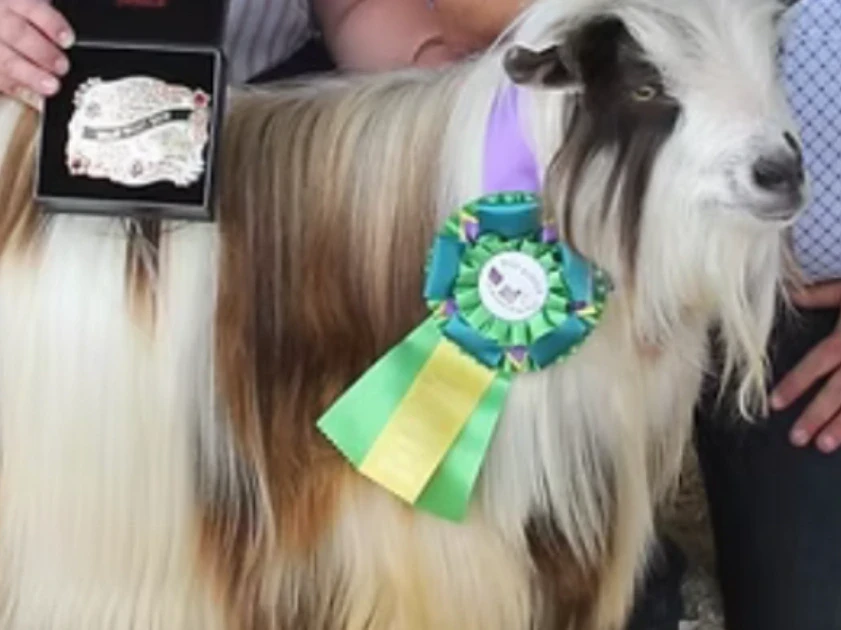 Very hairy and sweet, leads easy. Now a buck, but can be wethered.
