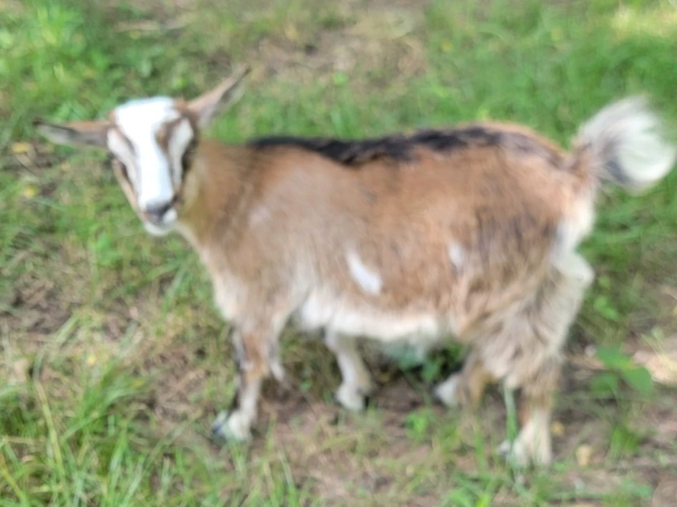 Pretty Doeling, Polled
