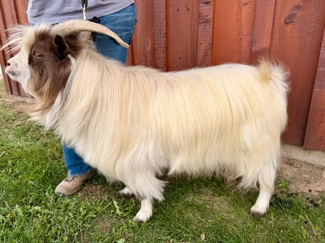 LBJ Funny Farm Roy - Sire