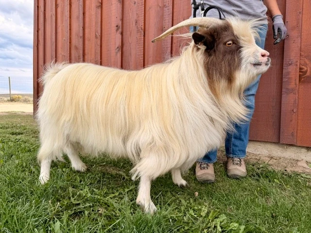 LBJ Funny Farm Roy - Sire
