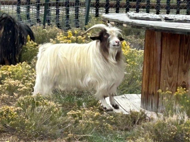LBJ Funny Farm Roy - Sire