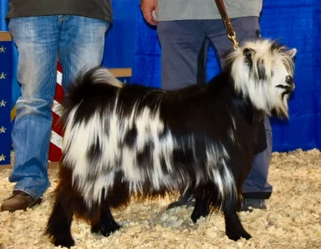 CFF3 Renegade