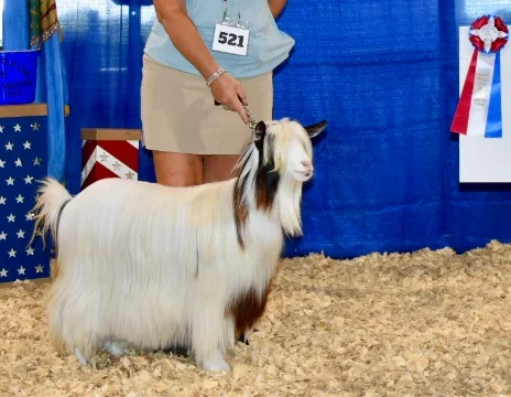 Matus Mini Meadows Lunabella