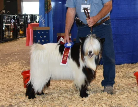 Hootnanny Acres Moser