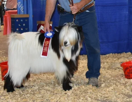 Hootnanny Acres Moser