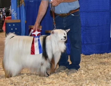 Hootnanny Acres Ms Mea