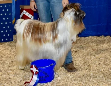 Hootnanny Acres Gambit