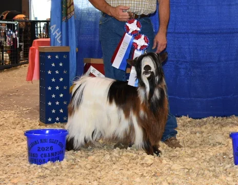 Big Sky Silkies King George
