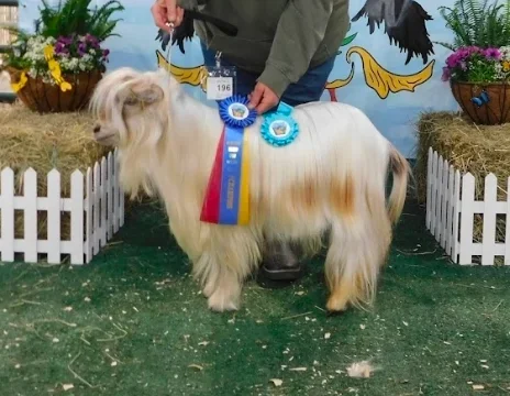CFF3 Just Ken