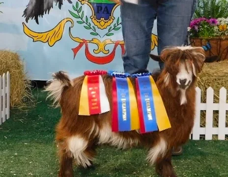 KE Paradys Fendi