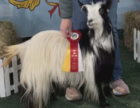 CFF3 Razzle Dazzle