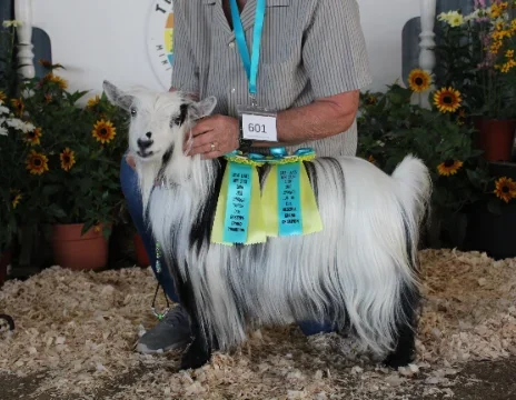 KE Paradys Haute Couture