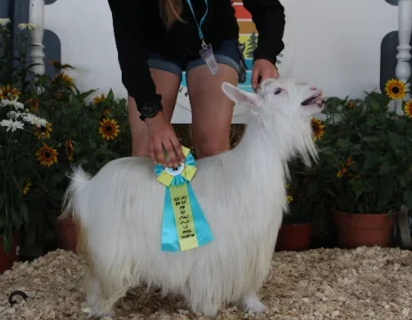 CFF3 Boujee Bunny