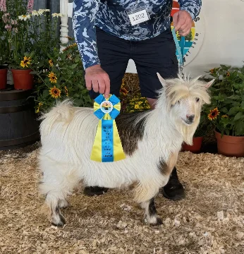 King Creek's Olaf
