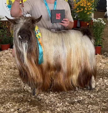 Bells Goats An App 4 That
