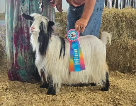 Big Sky Silkies Talala Wynter