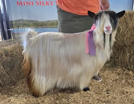 GRR Persnickety KikiBelle Nyx